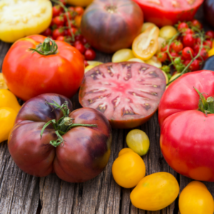 TOMAQUET VARIETAT LOCAL - Kg